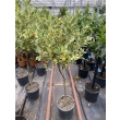 Kalamondyna variegata drzewo XL